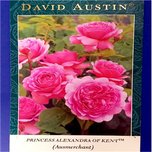 David Austin Princess Alexandra Of Kent